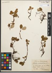 Foto von Salix reticulata L.